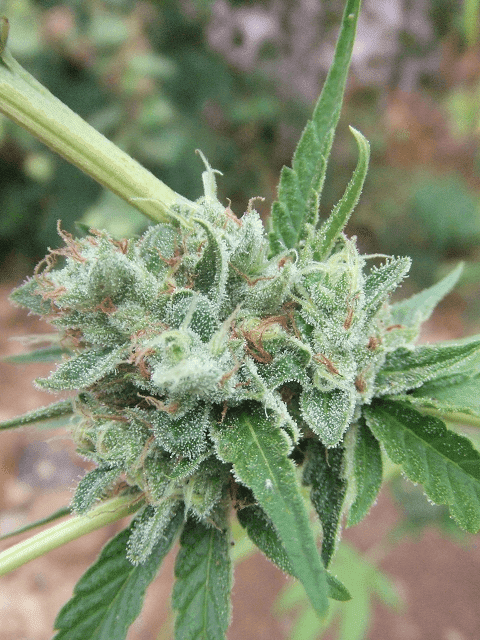 Kushberry4