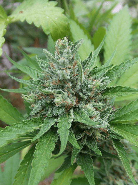 Kushberry6