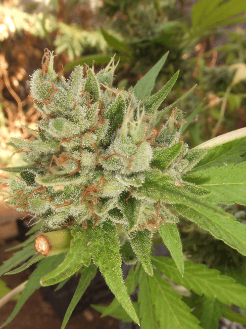 Kushberrya