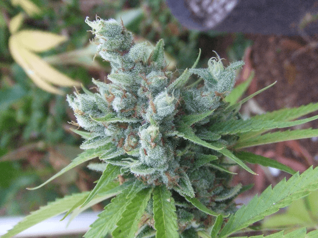Kushberryb