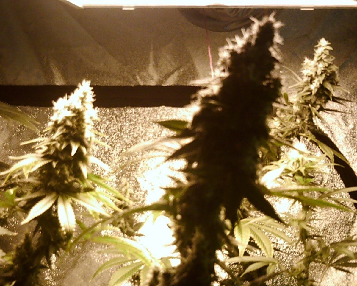 KushBerryColas