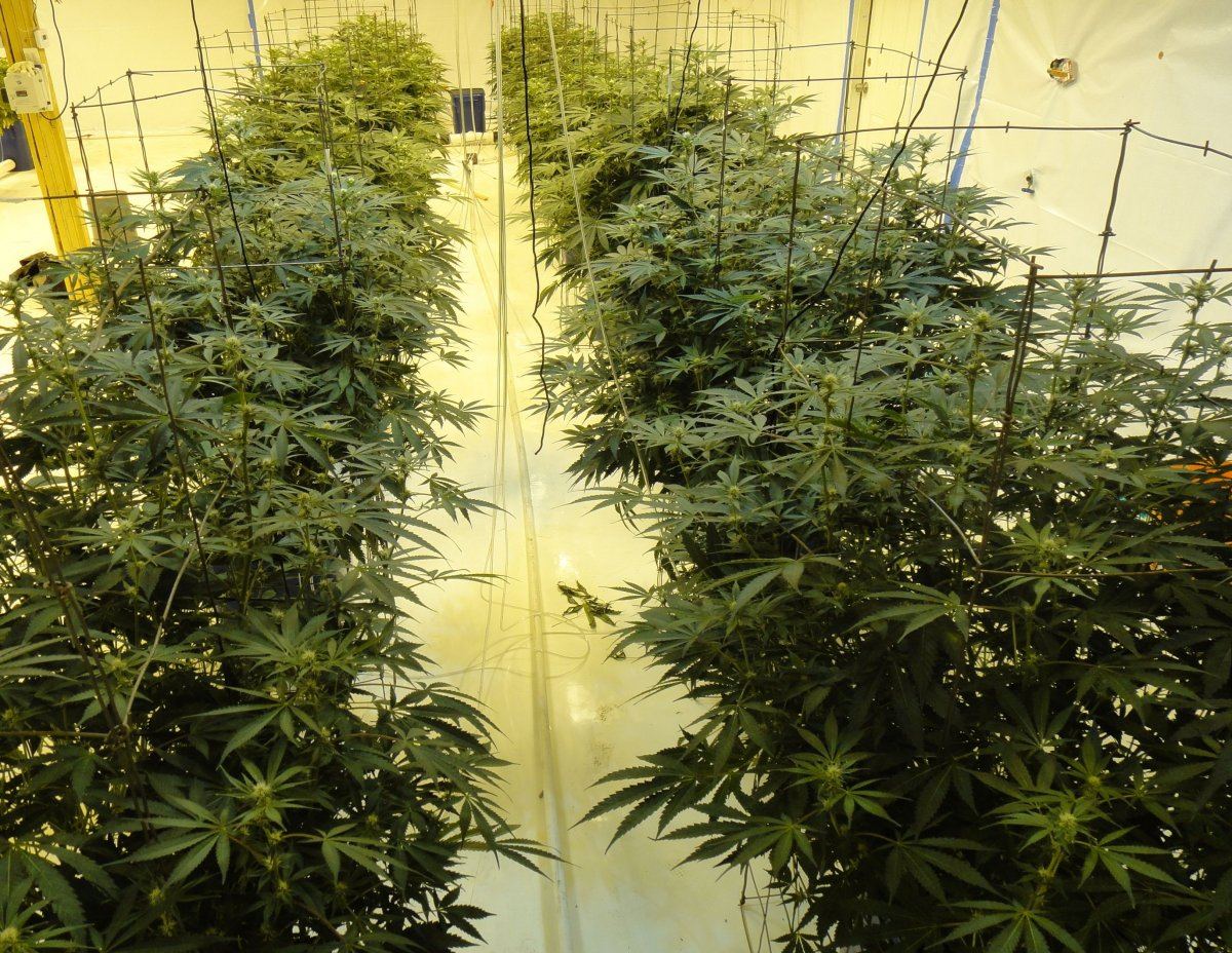 Kushberryweek3