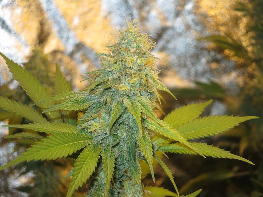 KUSHCRYS sf