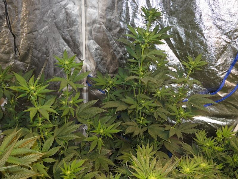 KUSHKORNER sf