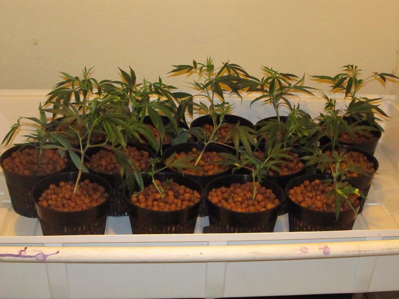 Kushplant hydro