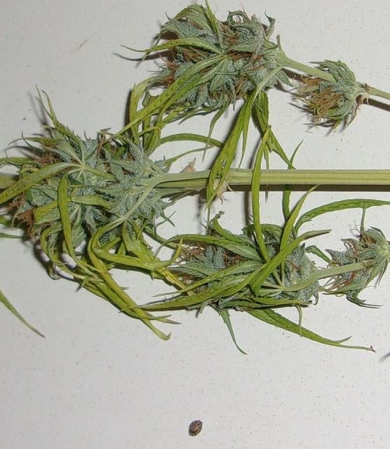 KVS seeded by Sour60