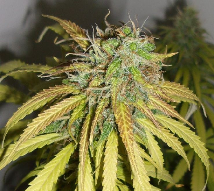 KVS showing some color