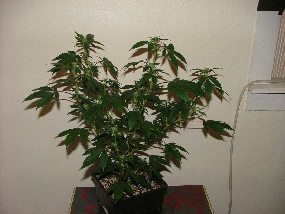 KWD 1