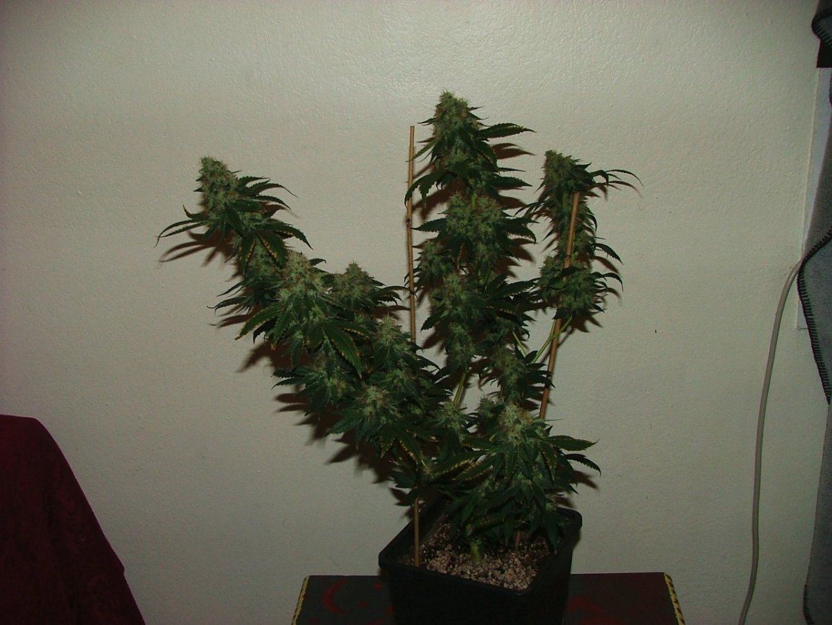 KWD 1