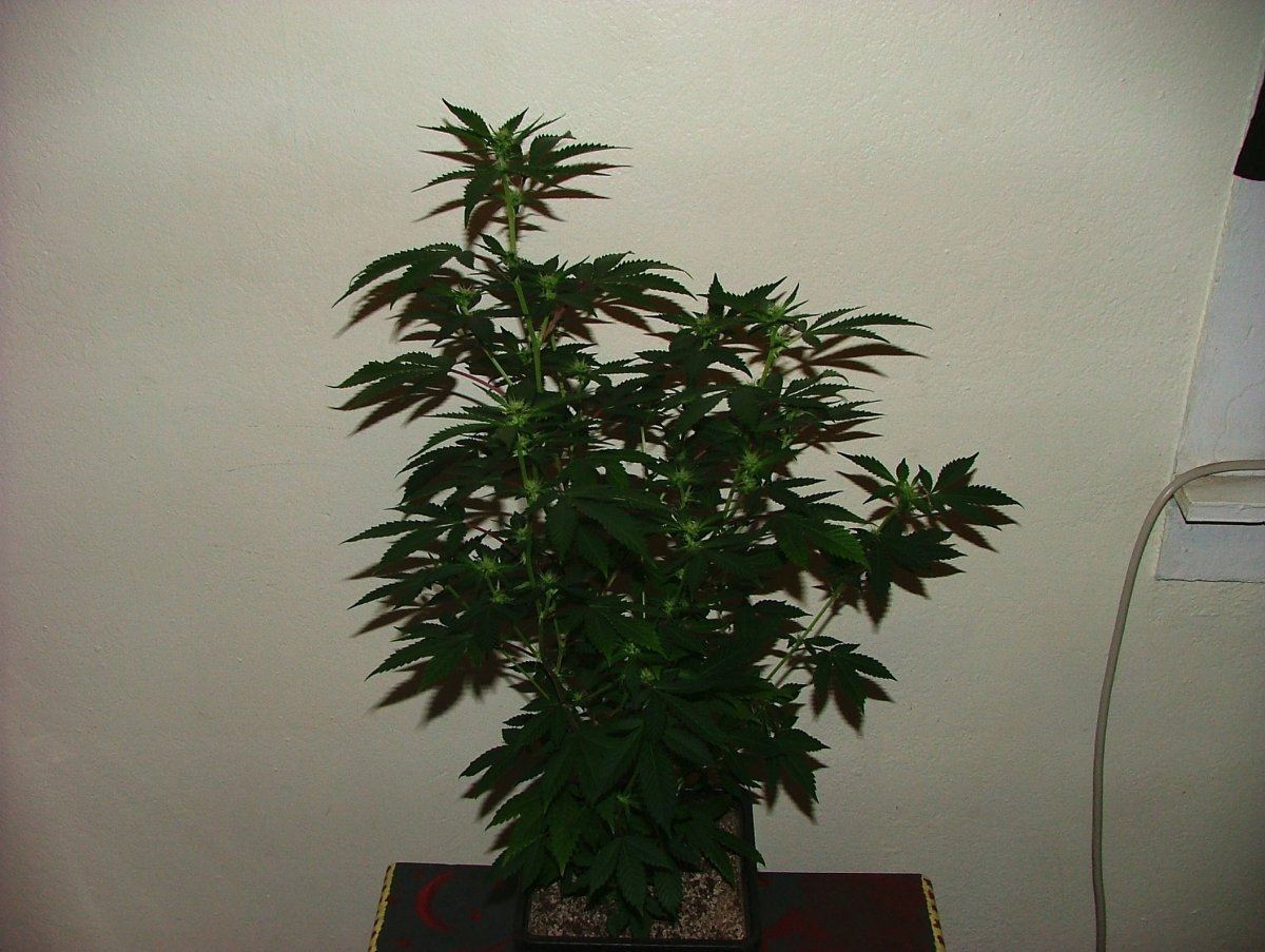 Kwd 1