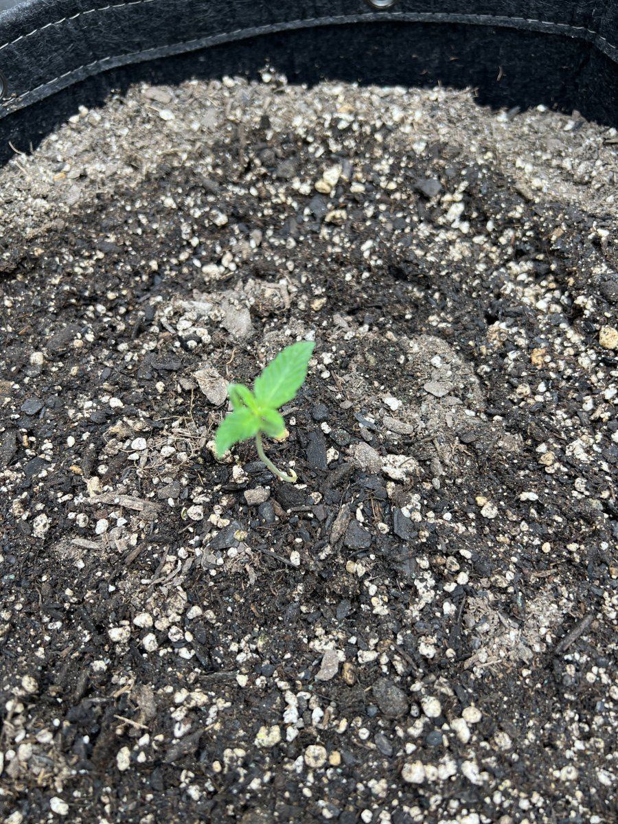 L Plant