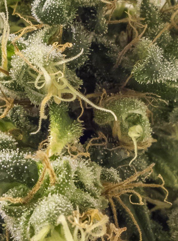 L1080857crop