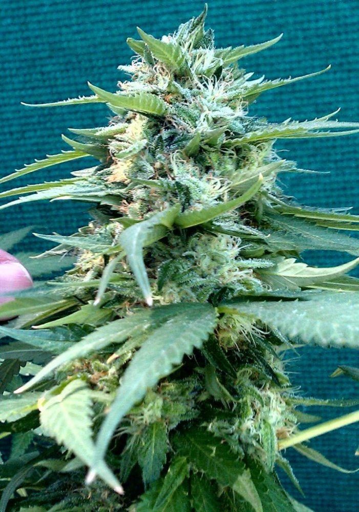 L13  46 days cola 1