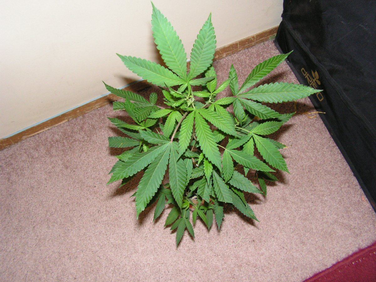 L2