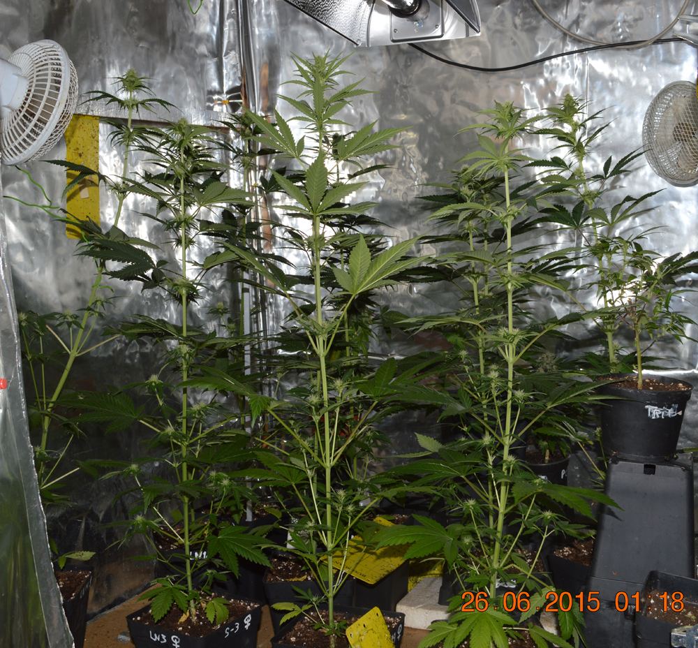 L8n8hemp