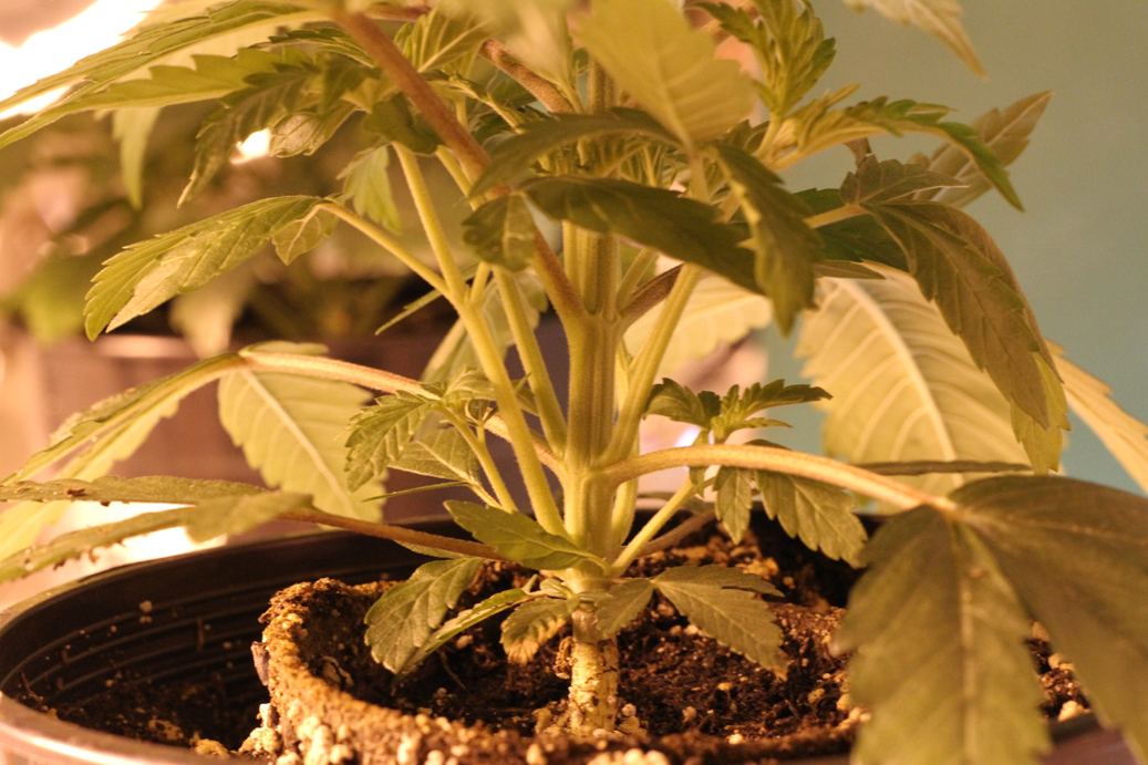 LA3 growth
