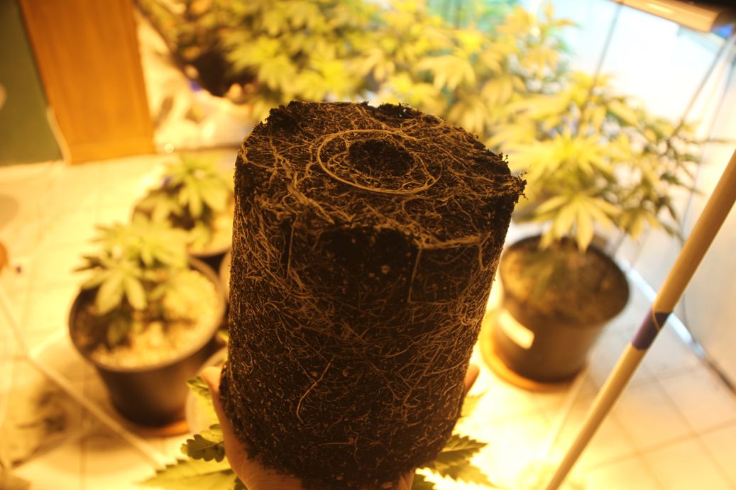 LA5 Roots