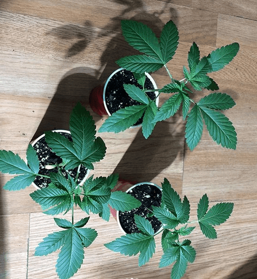 La pure x blue dream