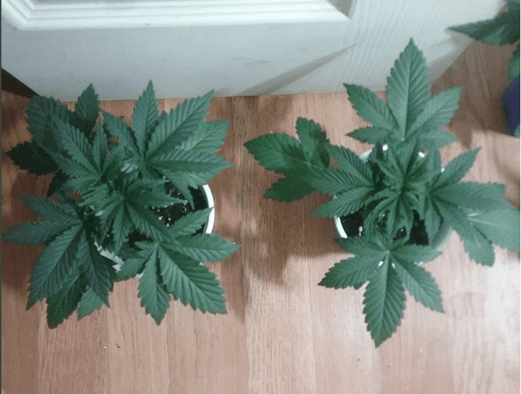 La pure x headcheese 2 11 18