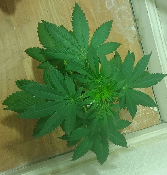 La pure x headcheese 2 25 18