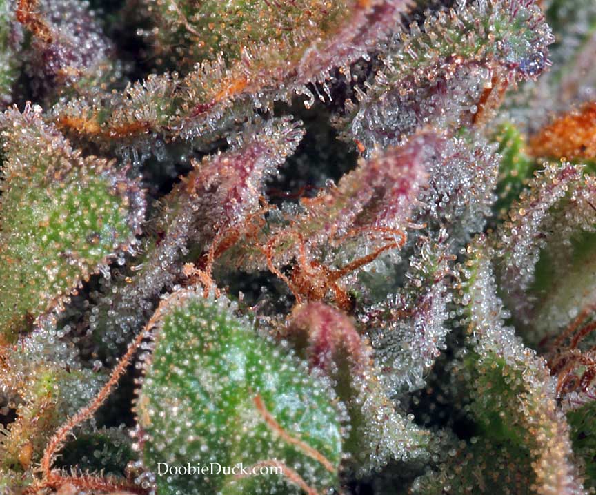 LA1A0809 alien bubba W