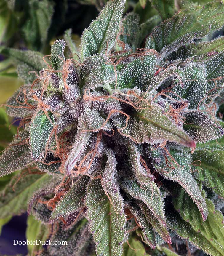 LA1A0811 alien bubba W