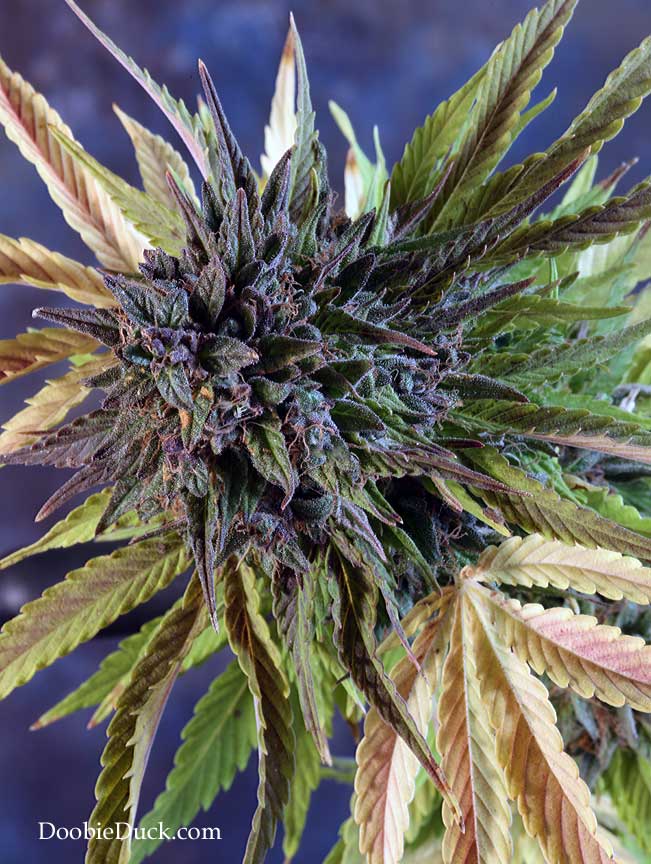 LA1A0813 alien bubba W