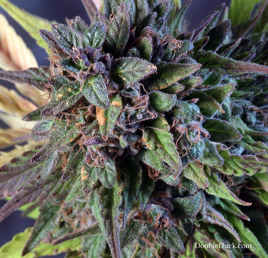 LA1A0816 alien bubba W