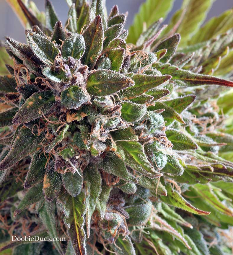 LA1A0818 alien bubba W