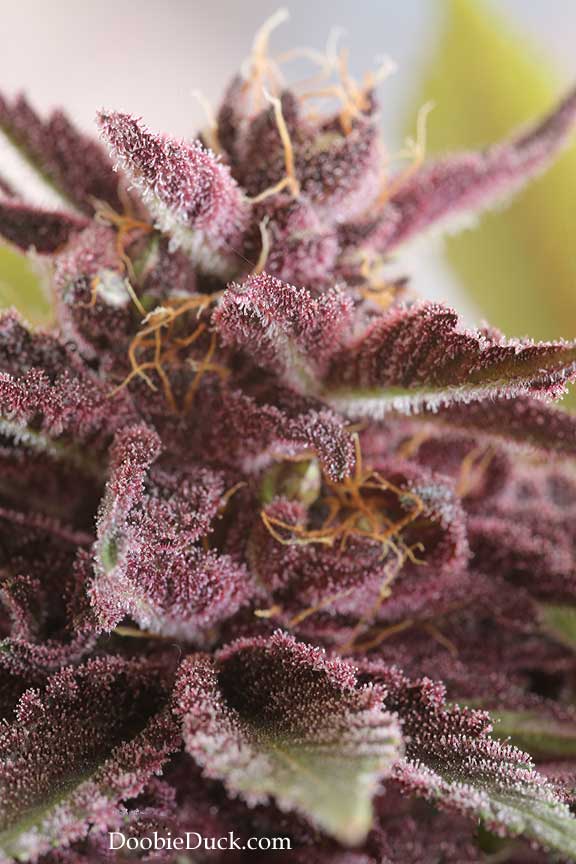 LA1A0911 mid blk berry W