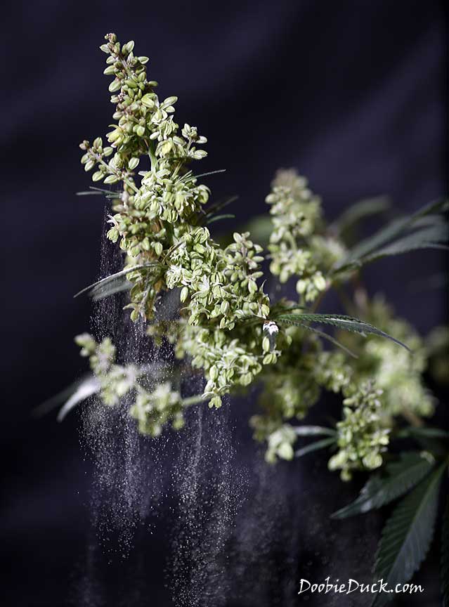 LA1A5676 purps pollen W