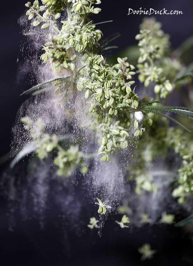 LA1A5678 purps pollen W