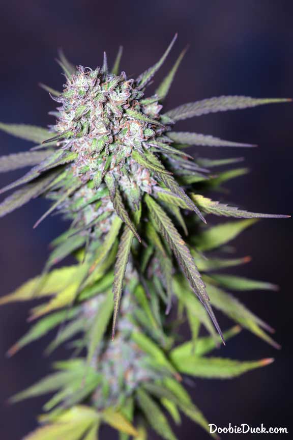 LA1A7276 chunky moonshine W