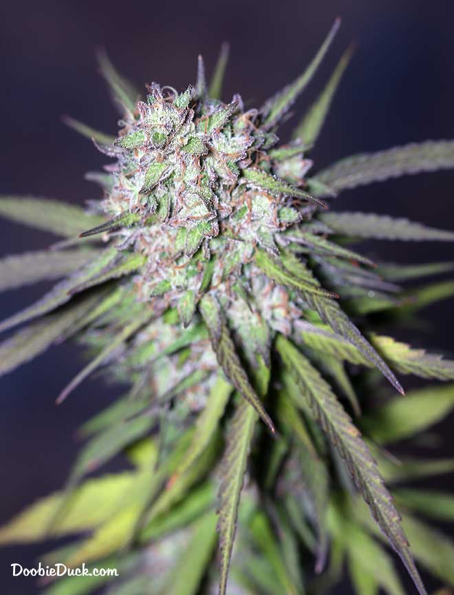 LA1A7277 chunky moonshine W