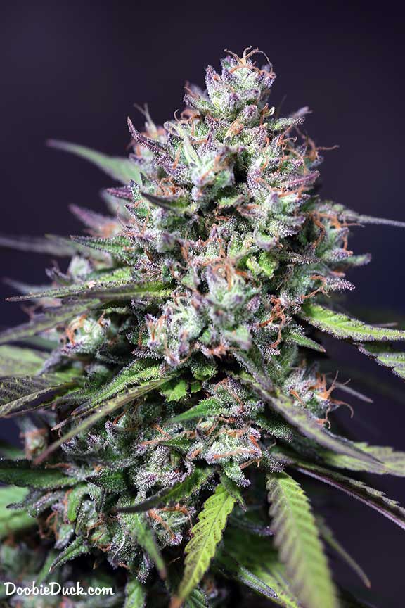 LA1A7284 chunky moonshine W