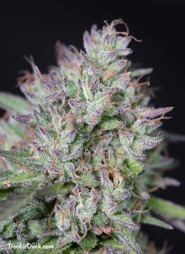 LA1A7289 chunky moonshine W