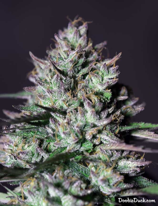 LA1A7304 chunky moonshine W