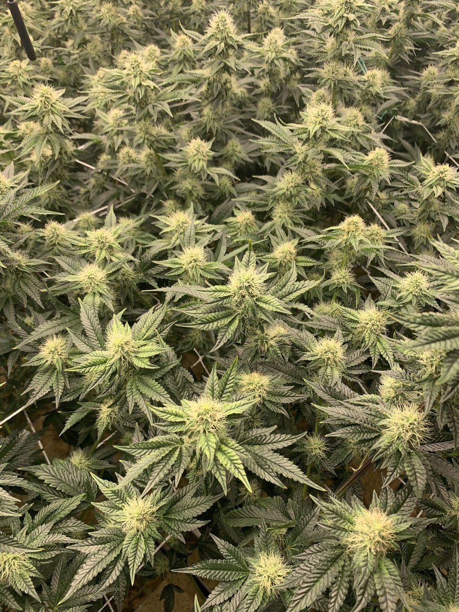 Lack of trichomes into 5th week of flower 2