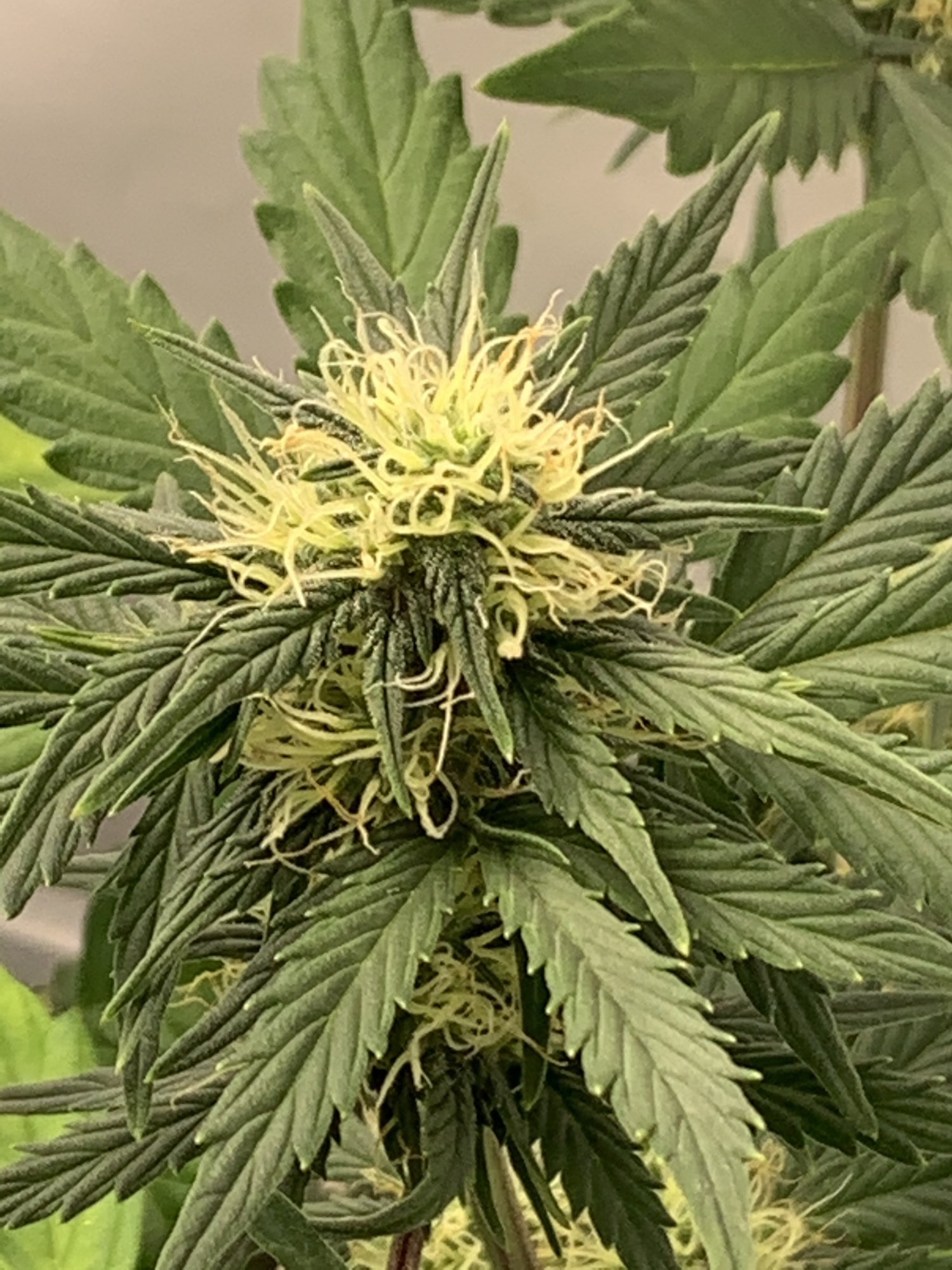 Lack of trichomes on my autos 4