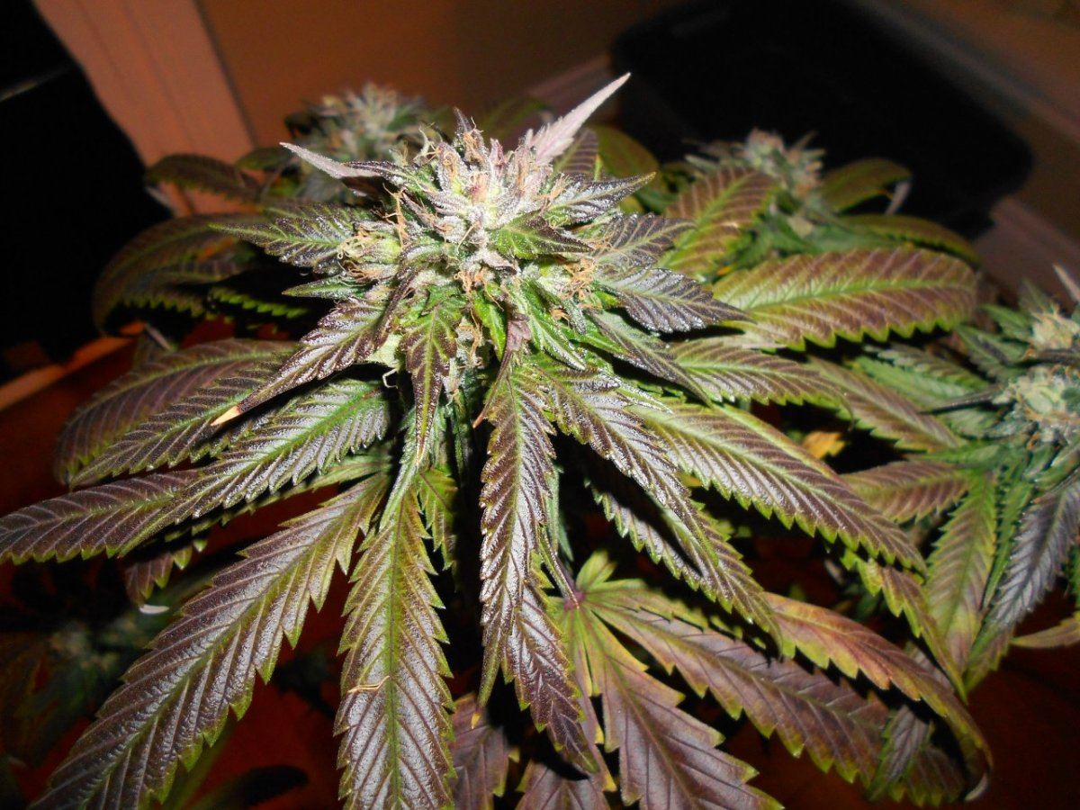 LaconpurpApril29