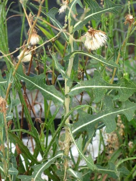 Lactuca serriola habit
