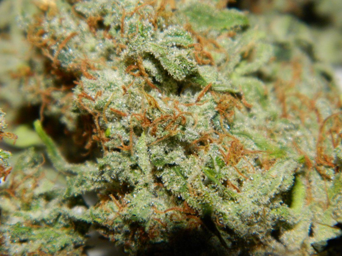 Lad nugs 008