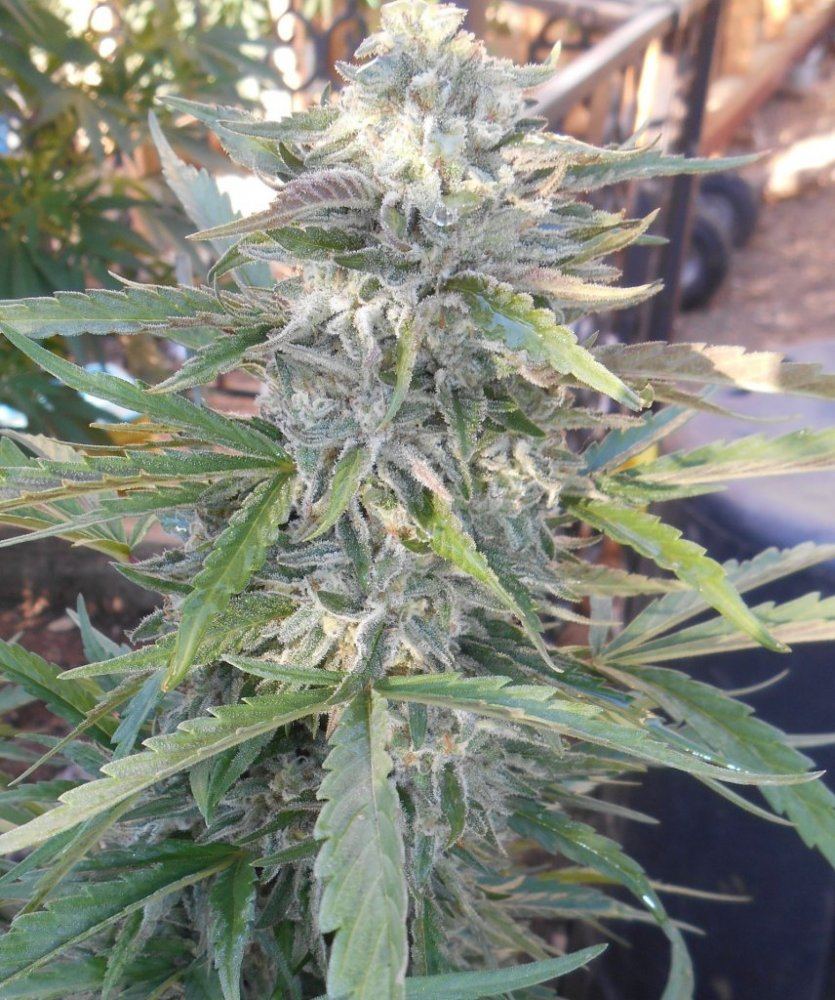 Lad37days