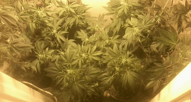 Ladies13days81917