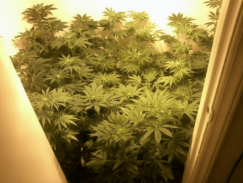 Ladies17days3717