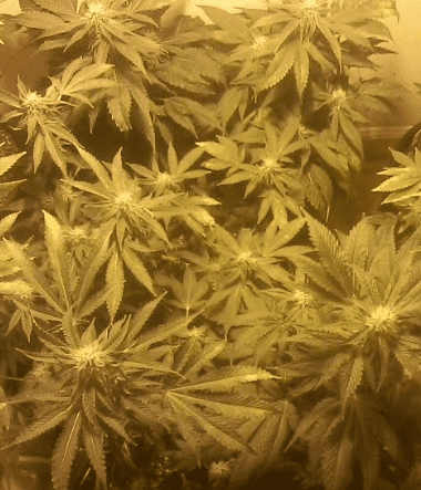 Ladies22days9517