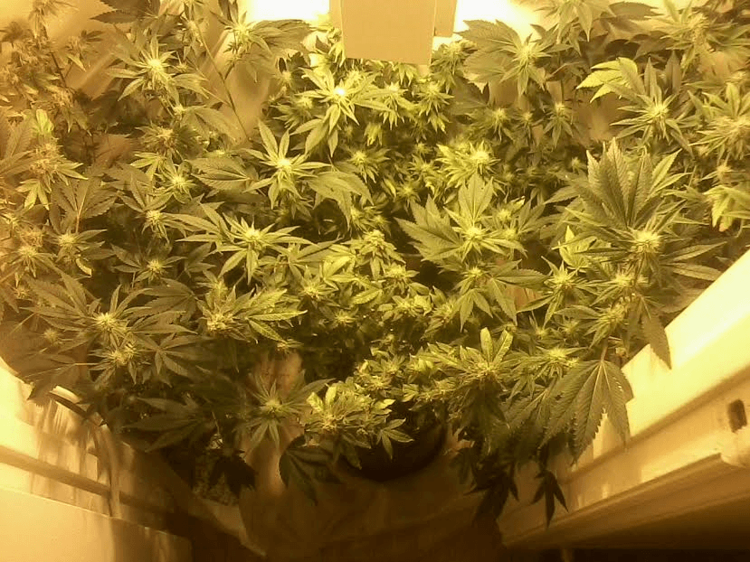 Ladiesgg4fpcp22517