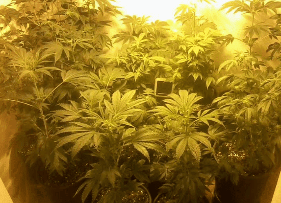 Ladieshcp2weeks111217