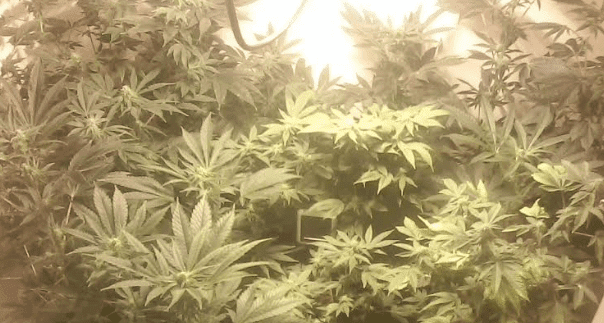 Ladieshcpgrow22days2112017