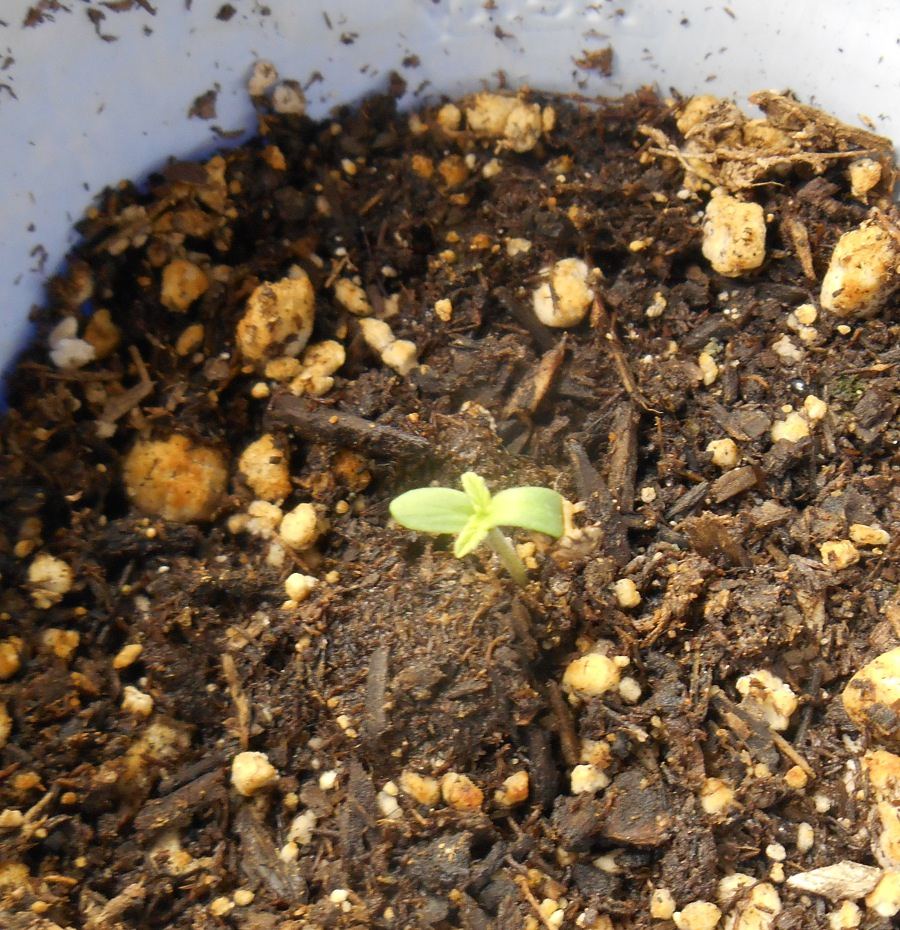 Ladseedling427